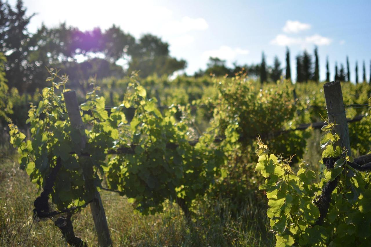 Casas Na Vinha - Monte Da Casteleja, Wine Estate - Eco Turismo Rural لاغوس المظهر الخارجي الصورة